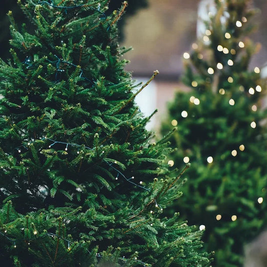 Christmas-Tree