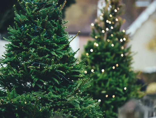 What Does Christmas Mean